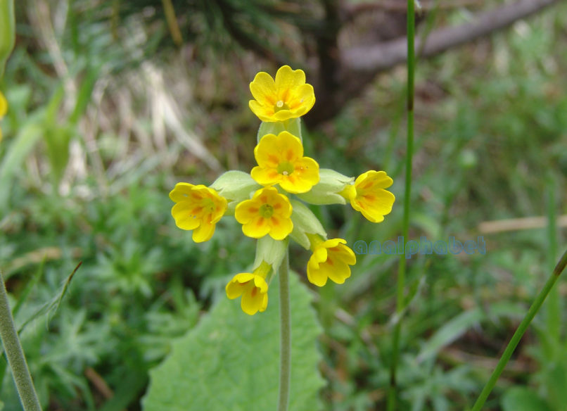 Primula veris (L.), OLYMPOS-1