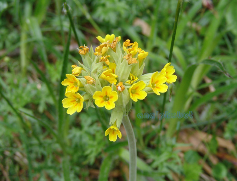 Primula veris (L.), OLYMPOS-2