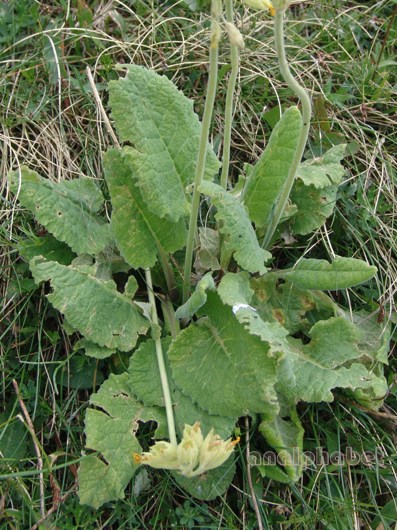 Primula veris (L.), OLYMPOS-3