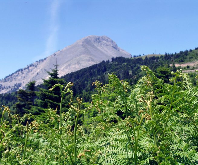 Pteridium aquilinum (L.), ssp. aquilinum, DIRFYS-1