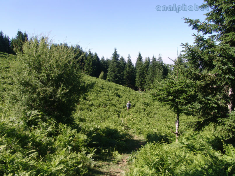Pteridium aquilinum (L.), ssp. aquilinum, AGRAFA-ELATAKOS - PETSALOUDA-1