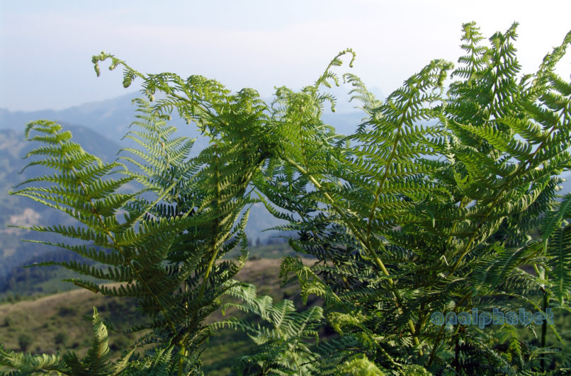 Pteridium aquilinum (L.), ssp. aquilinum, AGRAFA-KARAVA-1