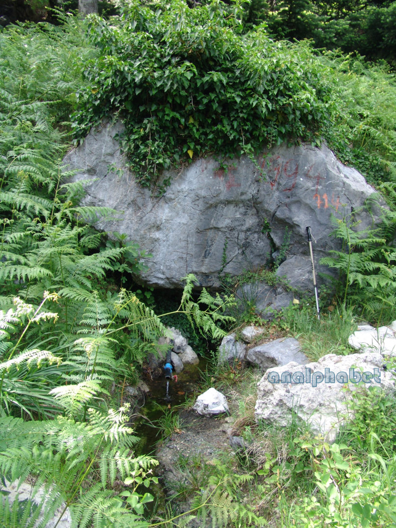 Pteridium aquilinum (L.), ssp. aquilinum, DIRFYS-2