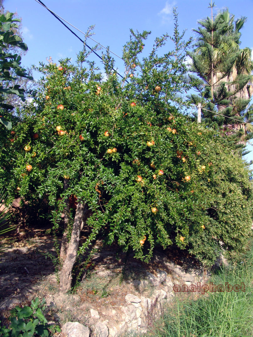 Punica granatum (L.), ZAKYNTHOS-SARAKINADO-1