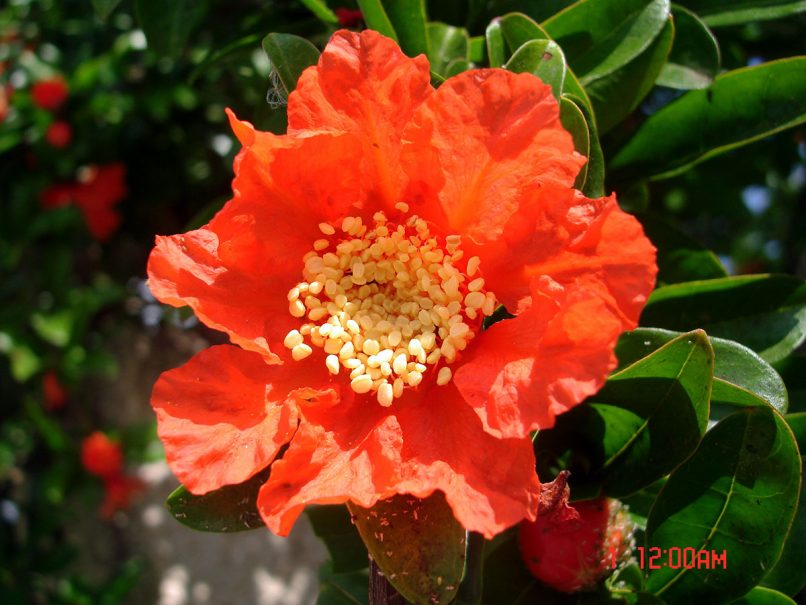 Punica granatum (L.), ZAKYNTHOS-SARAKINADO-2