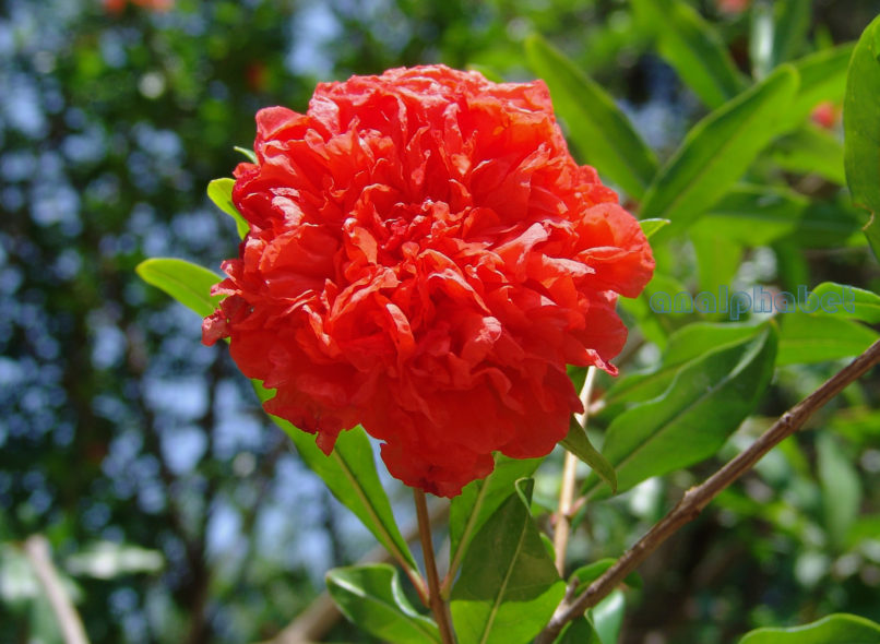 Punica granatum (L.), ATTIKA-ATHENS-1