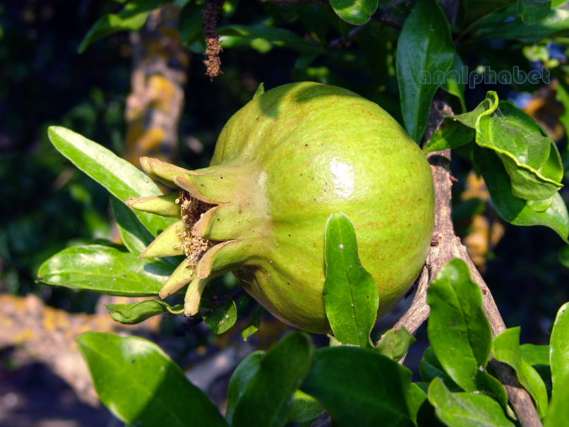 Punica granatum (L.), ZAKYNTHOS-SARAKINADO-3