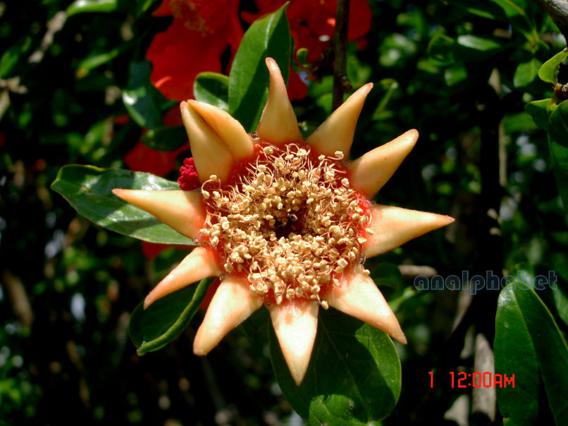 Punica granatum (L.), ZAKYNTHOS-SARAKINADO-4