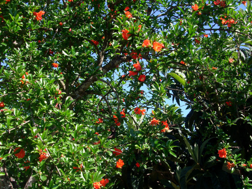 Punica granatum (L.), ZAKYNTHOS-SARAKINADO-5