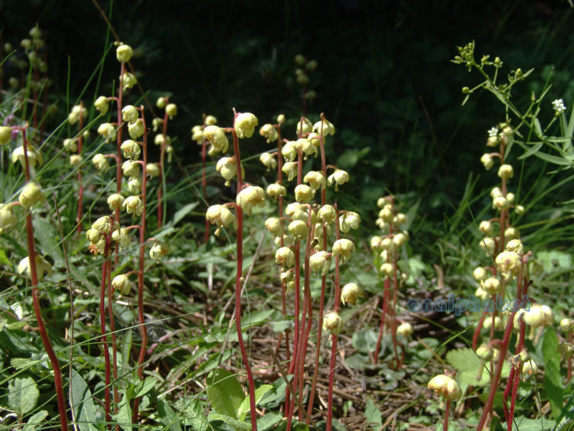 Pyrola chlorantha (Scwartz), OLYMPOS-1