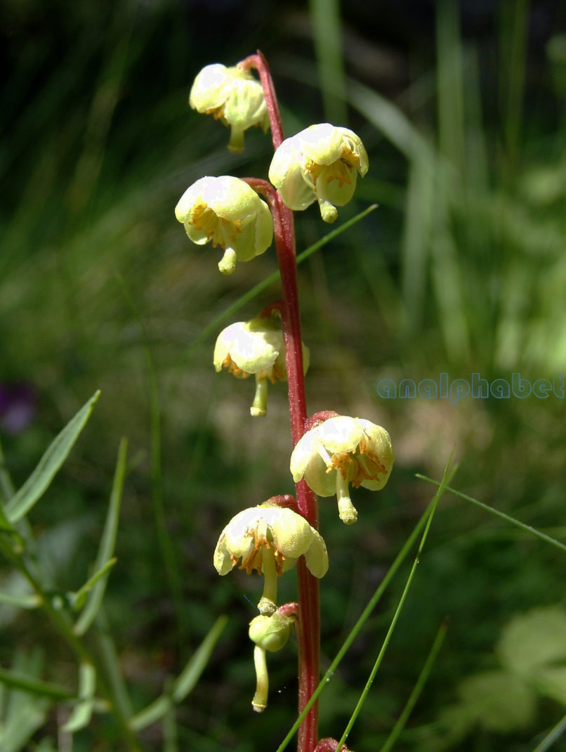 Pyrola chlorantha (Scwartz), OLYMPOS-2