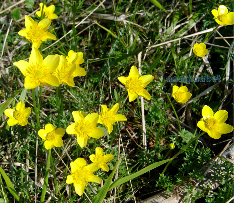 Ranunculaceae 1 [?], PARNITHA-1