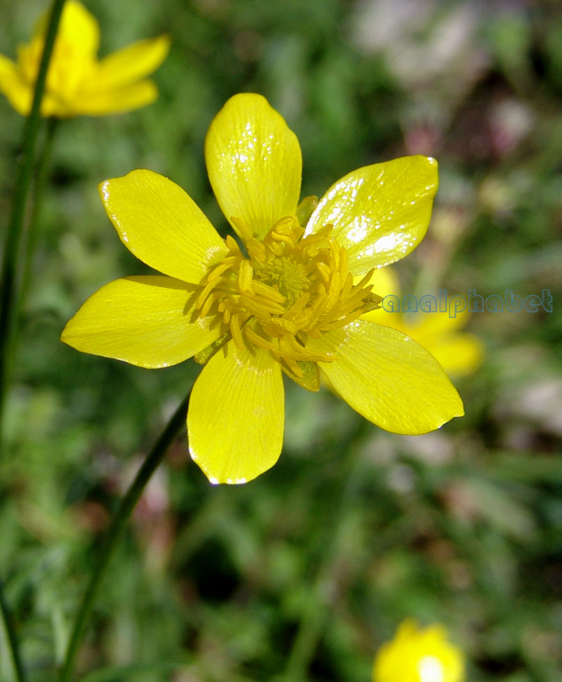 Ranunculaceae 1 [?], PARNITHA-2