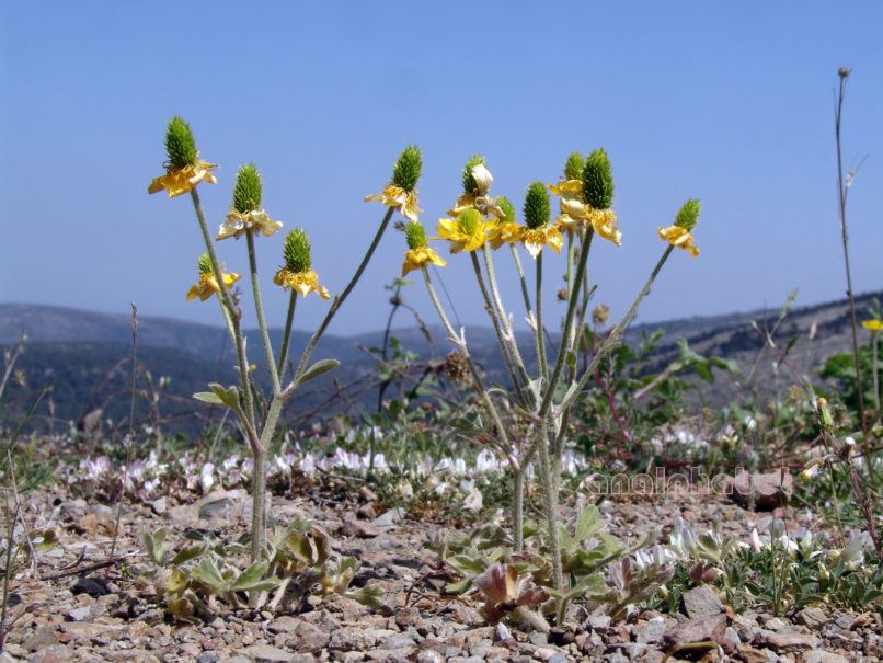Ranunculaceae 2 [?], PARNITHA-1