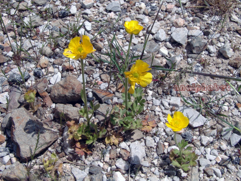 Ranunculaceae 2 [?], PARNITHA-2