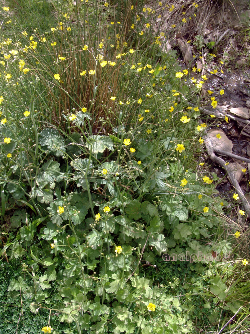 Ranunculaceae 3 [?], PARNITHA-1