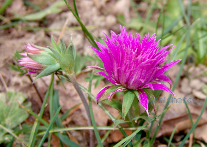 Ranunculaceae 4 [?], PARNITHA-1