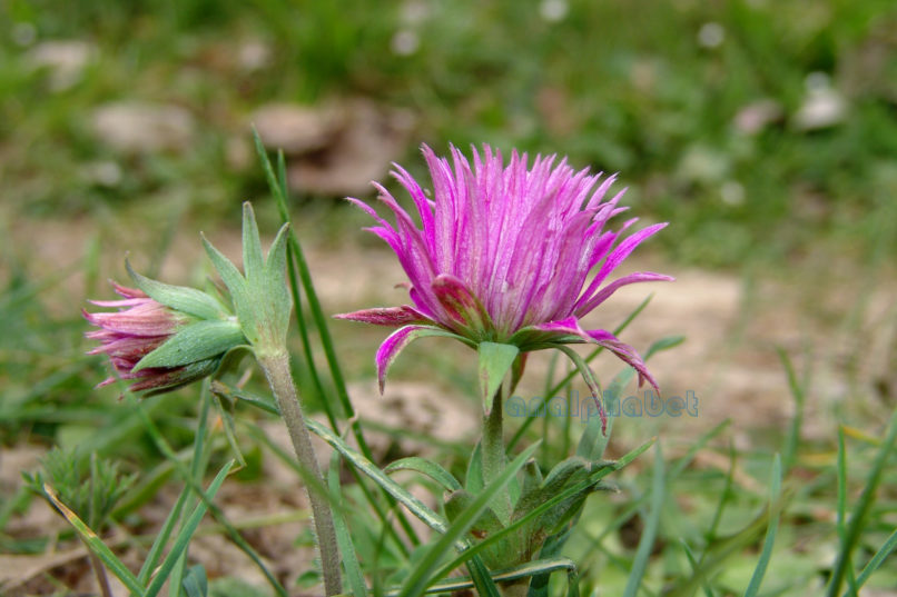 Ranunculaceae 4 [?], PARNITHA-2