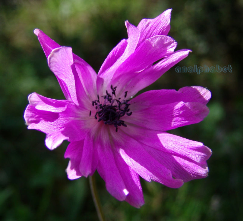 Ranunculaceae 5 [?], PARNITHA-1