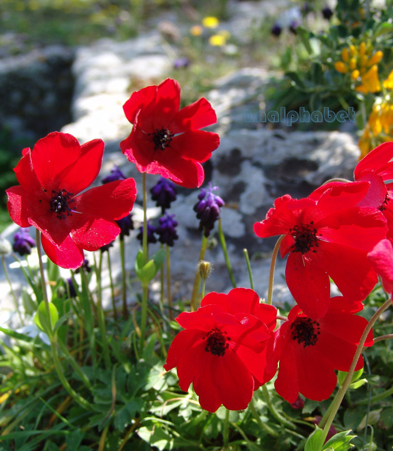 Anemone coronaria (L.) phoenica, ATTIKA-ATHENS-1