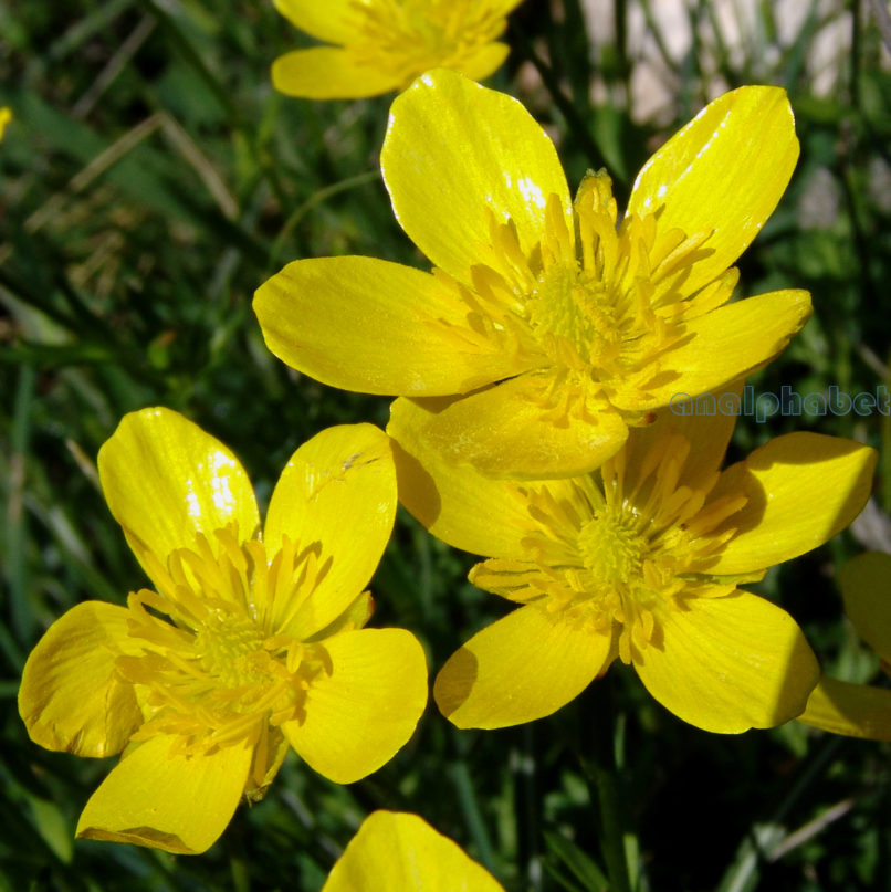 Ranunculus acris (L.), PARNITHA-2