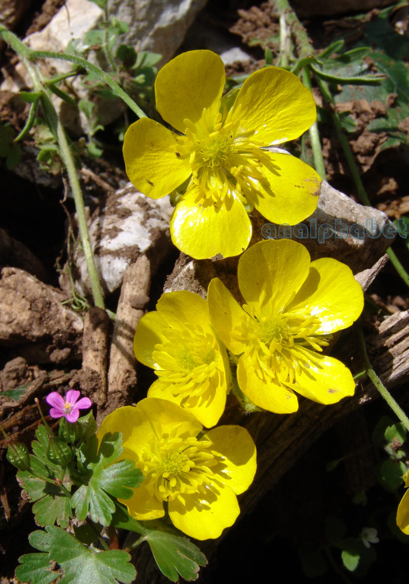 Ranunculus acris (L.), PARNITHA-3