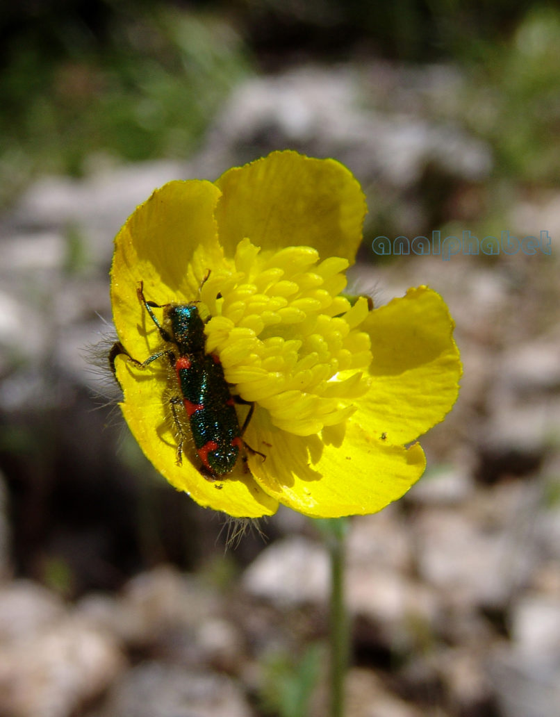 Ranunculus acris (L.), PARNITHA-4