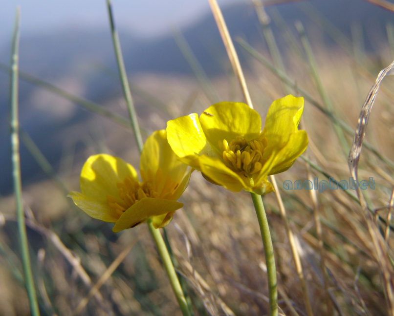 Ranunculus brevifolius (Ten.), PARNASSOS-1