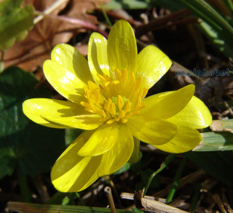 Ranunculus ficaria (L.), PARNITHA-1