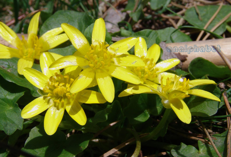 Ranunculus ficaria (L.), PARNITHA-2