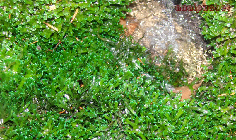 Riccardia chamedryfolia (With.), PARNITHA-1