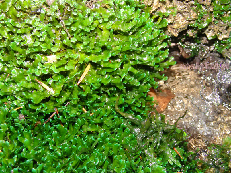 Riccardia chamedryfolia (With.), PARNITHA-2