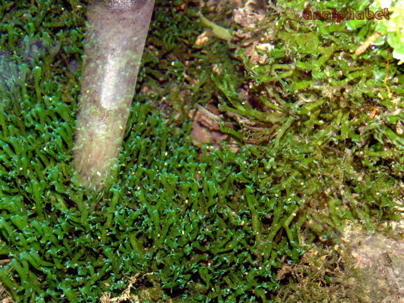 Riccardia chamedryfolia (With.), PARNITHA-3