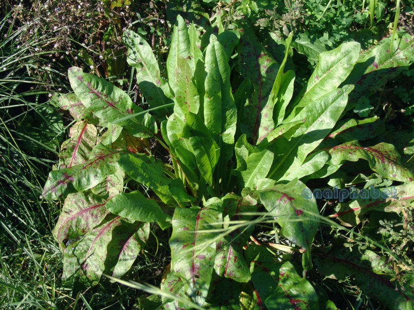 Rumex acetosa (L.), ZAKYNTHOS-SARAKINADO-1