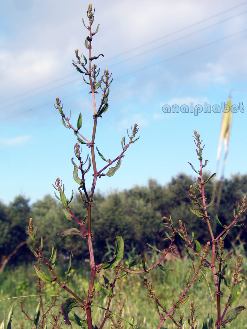 Rumex acetosella (L.), ZAKYNTHOS-SARAKINADO-1