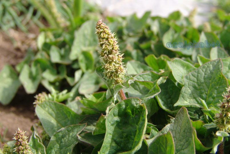 Rumex alpinus (L.), DIRFYS-XEROVOUNI-1