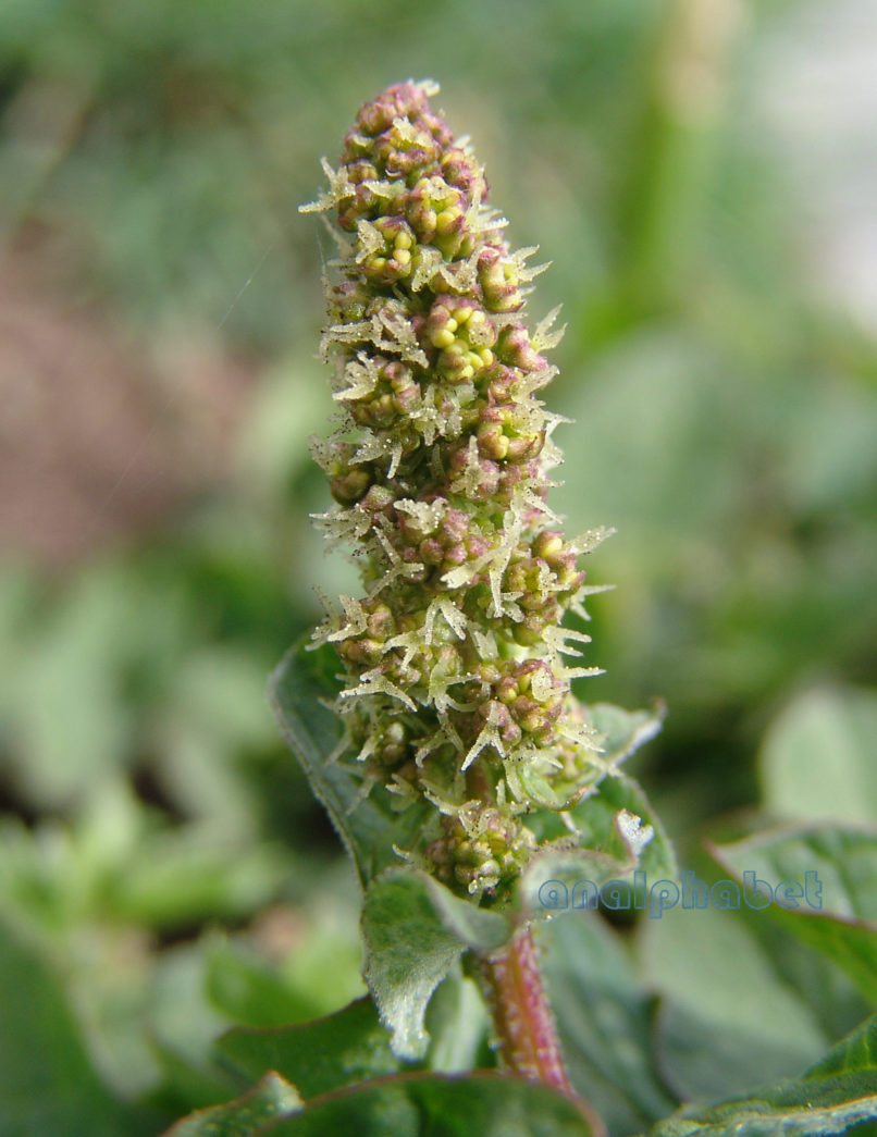 Rumex alpinus (L.), DIRFYS-XEROVOUNI-2
