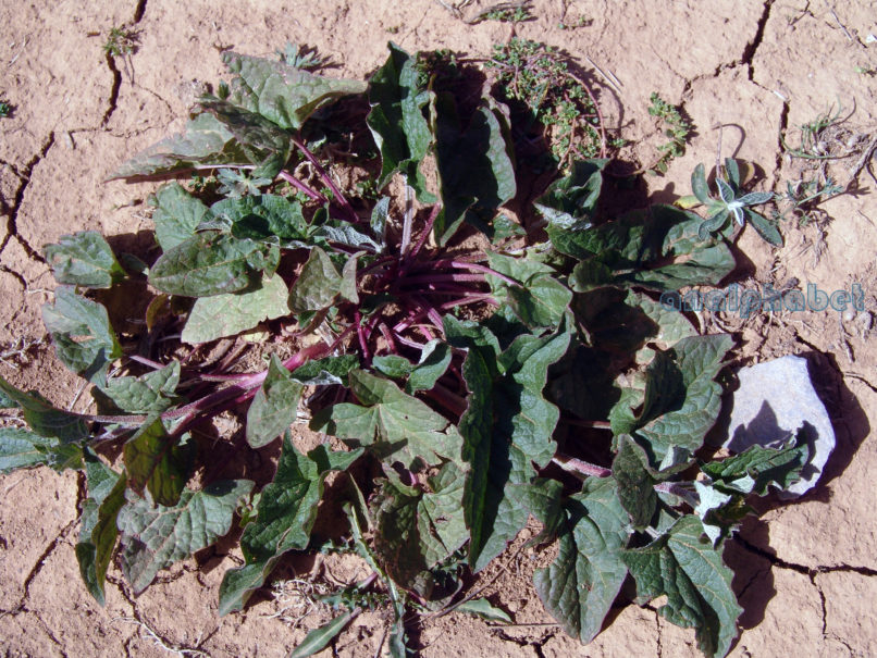 Rumex alpinus (L.), OLYMPOS-1