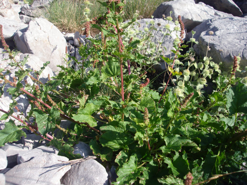 Rumex alpinus (L.), PARNASSOS-1