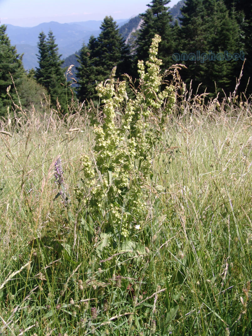 Rumex bucephalophorus (L.), AGRAFA-ELATAKOS, PETSALOUDA-1