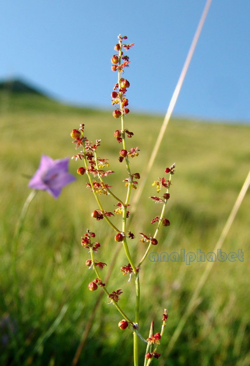 Rumex bucephalophorus (L.), AGRAFA-VOUTSIKAKI-1