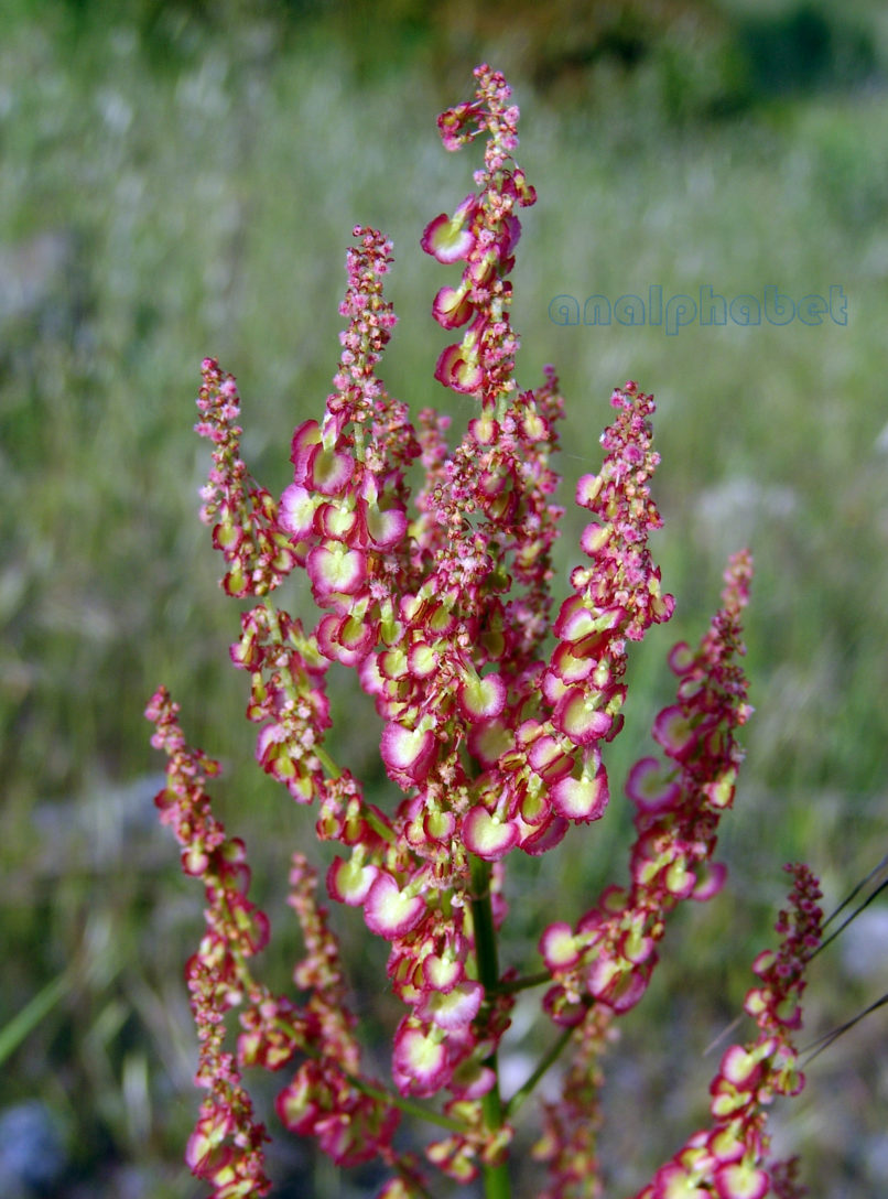 Rumex bucephalophorus (L.), PARNITHA-2