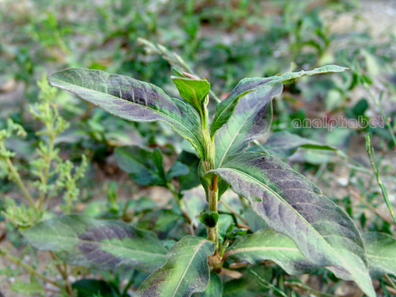 Rumex longifolius (DC.), AGRAFA-KAZARMA-1