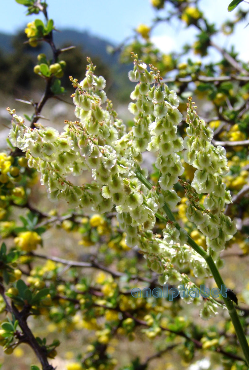 Rumex tingitanus (L.), PARNITHA-2