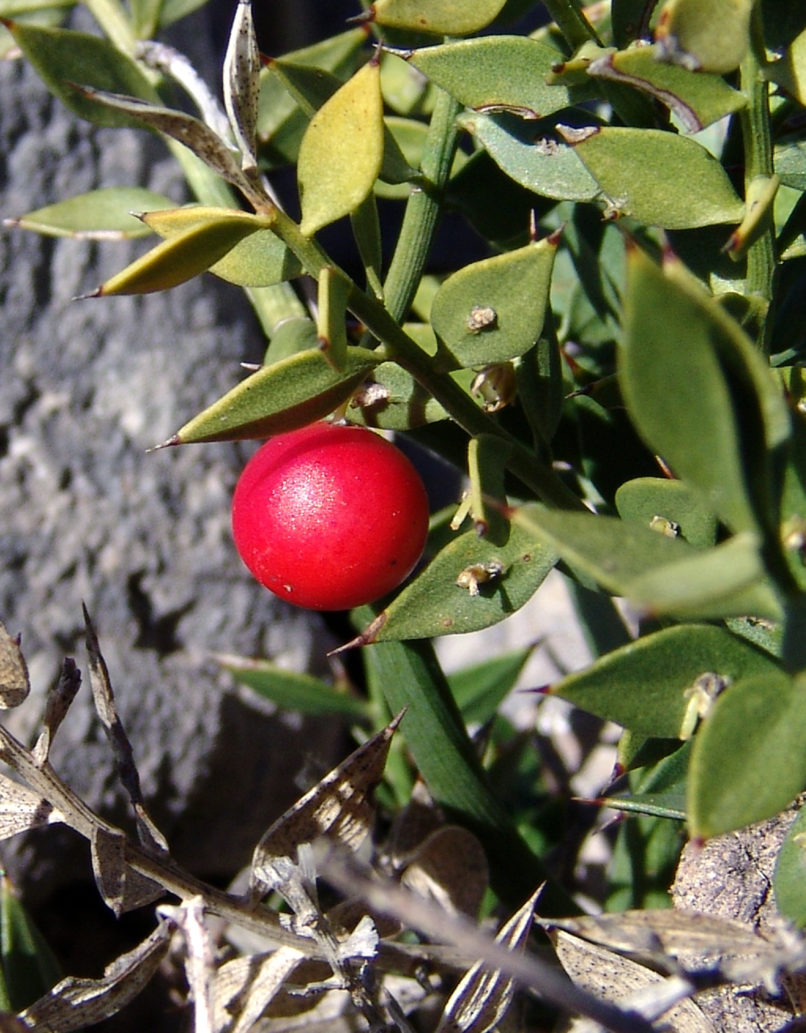 Ruscus aculeatus (L.), PARNITHA-1