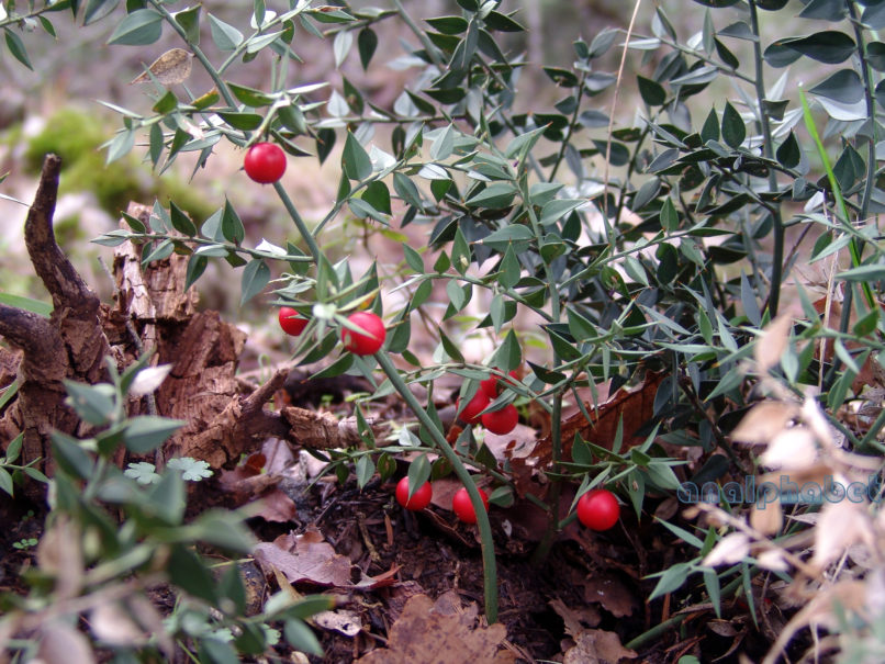 Ruscus aculeatus (L.), PARNITHA-2
