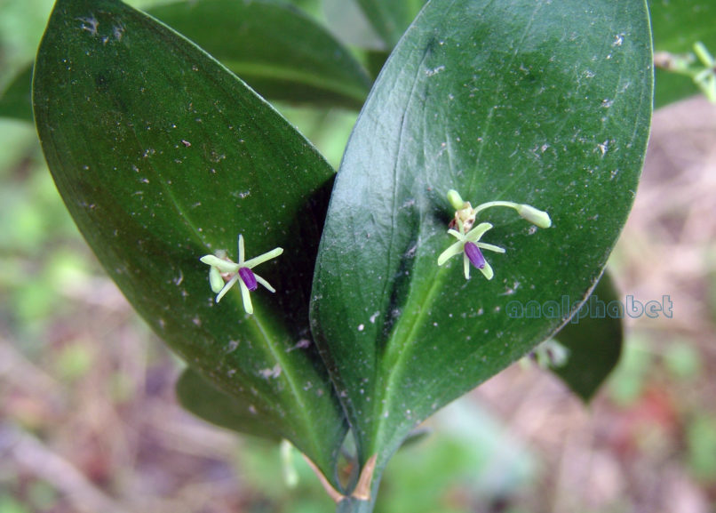 Ruscus hypoglossum (L.), ZAKYNTHOS-SARAKINADO-1