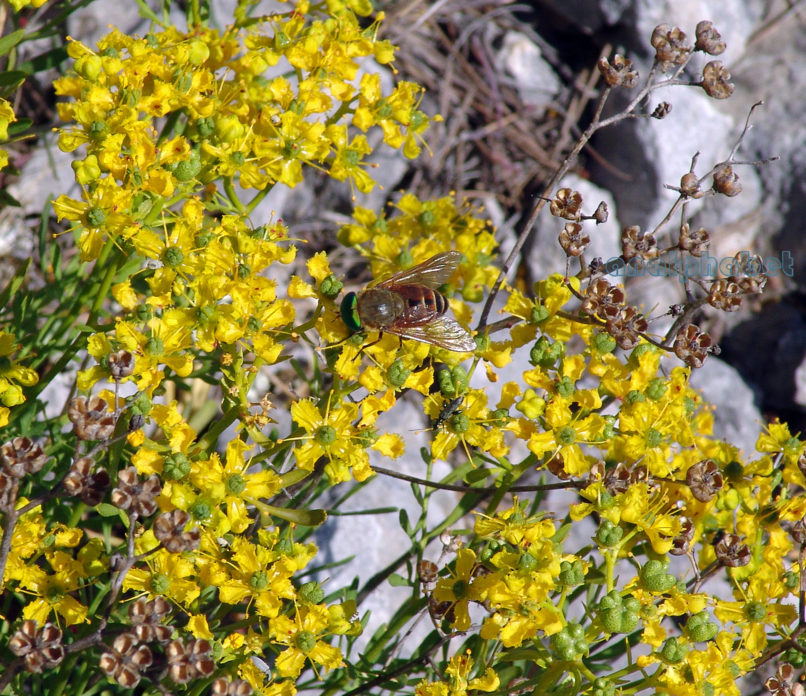 Ruta chalepensis (L.), PARNITHA-1