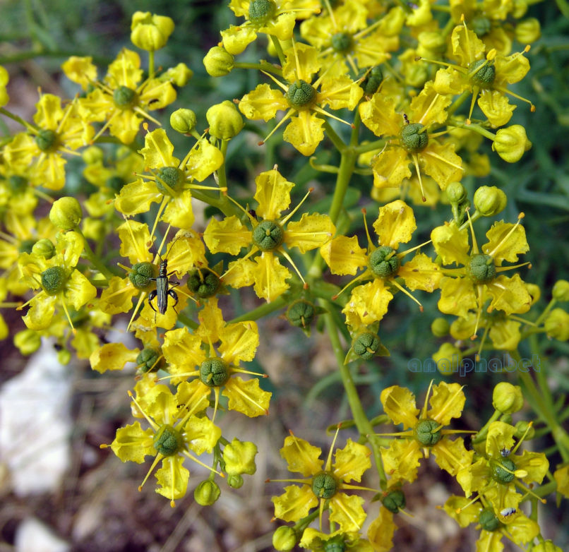 Ruta chalepensis (L.), PARNITHA-2