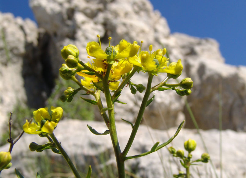 Ruta chalepensis (L.), PARNITHA-3